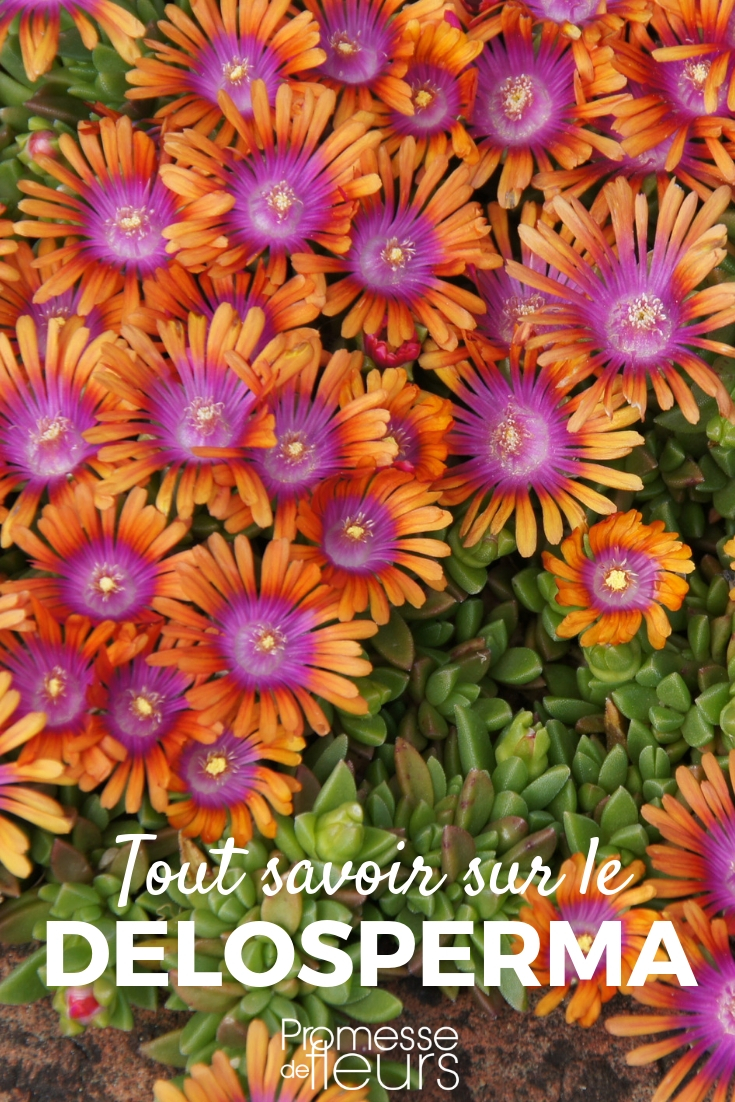 delosperma, pourpier vivace