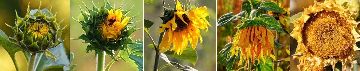 helianthus annuel