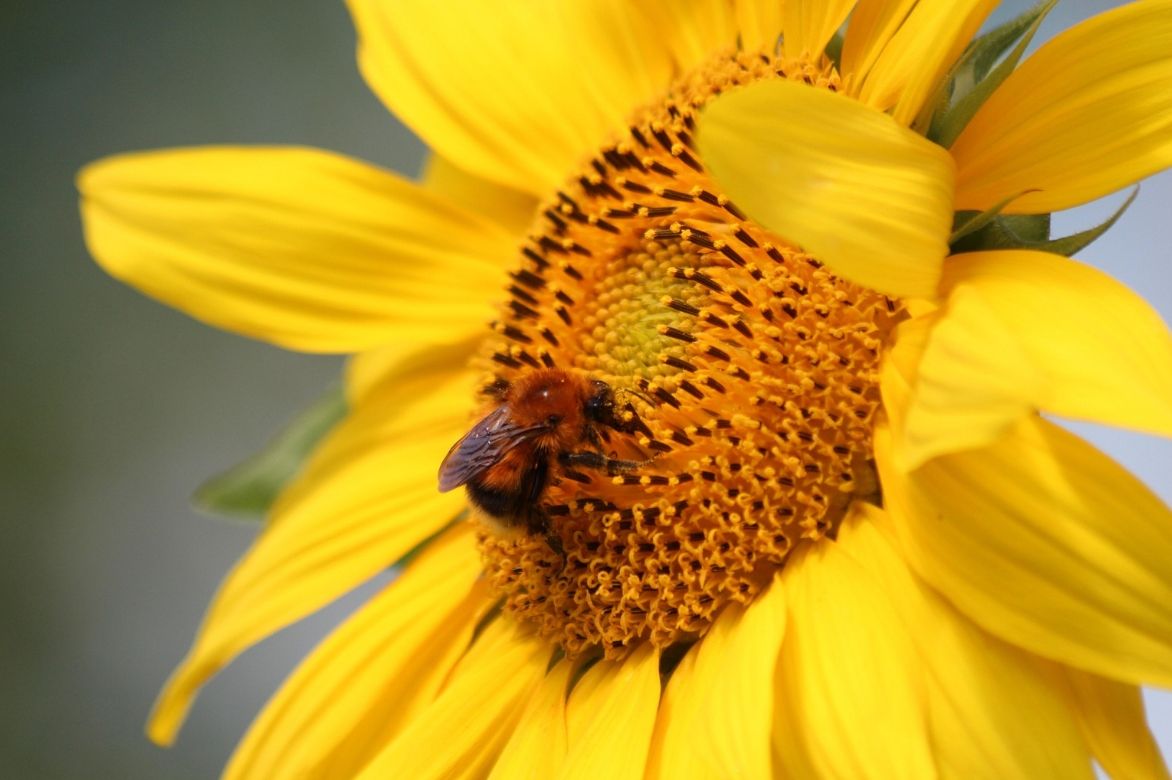 helianthus annuel mellifère