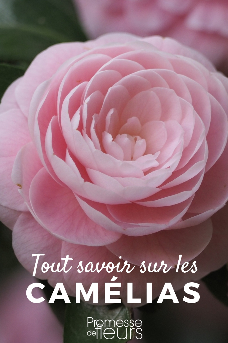 camélia : conseils culture