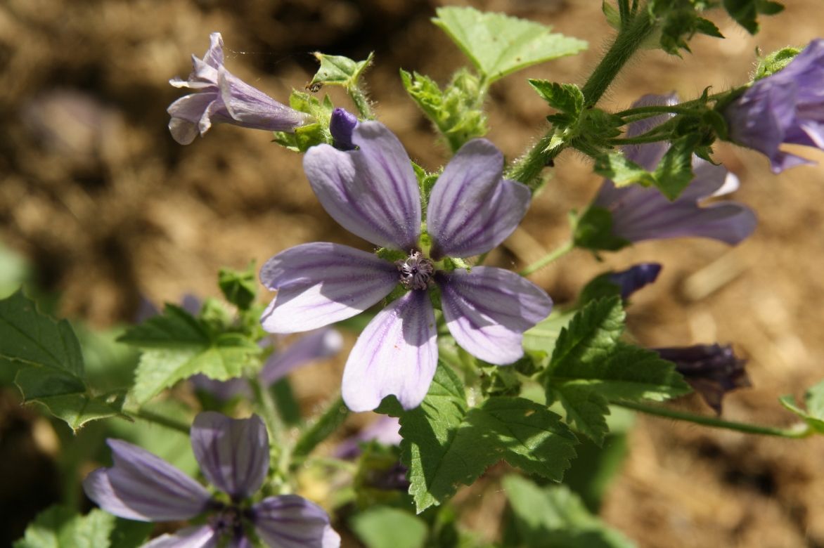 mauve