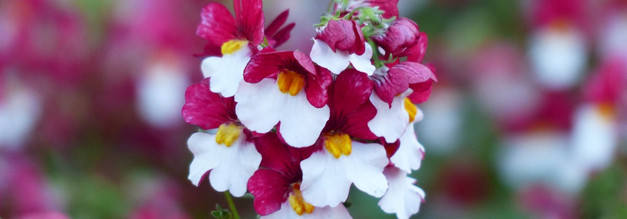 Nemesia : plantation, culture et entretien