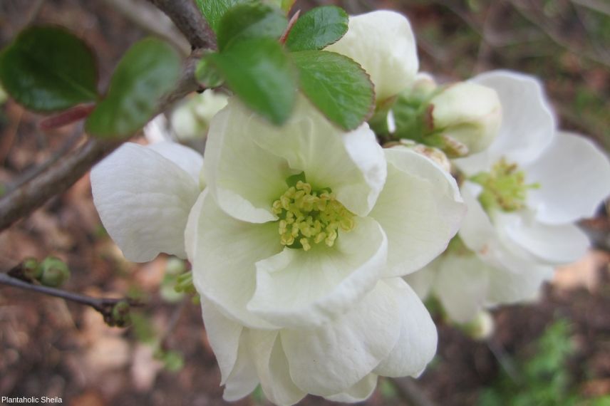 cognassier du japon jet trail