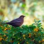 Haie pour les oiseaux : quels arbustes choisir ?