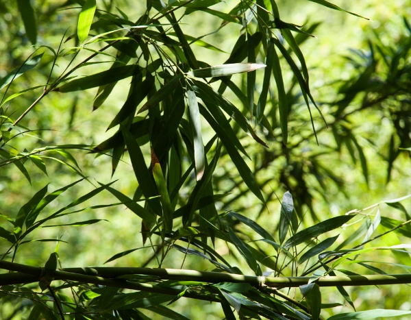 Les feuilles de mes bambous se replient, pourquoi ?