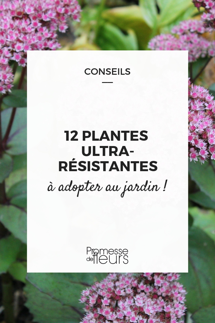 plantes increvables jardin