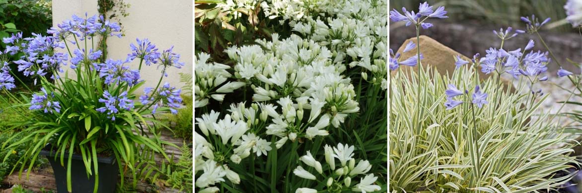 Variétés d'agapanthus en pot