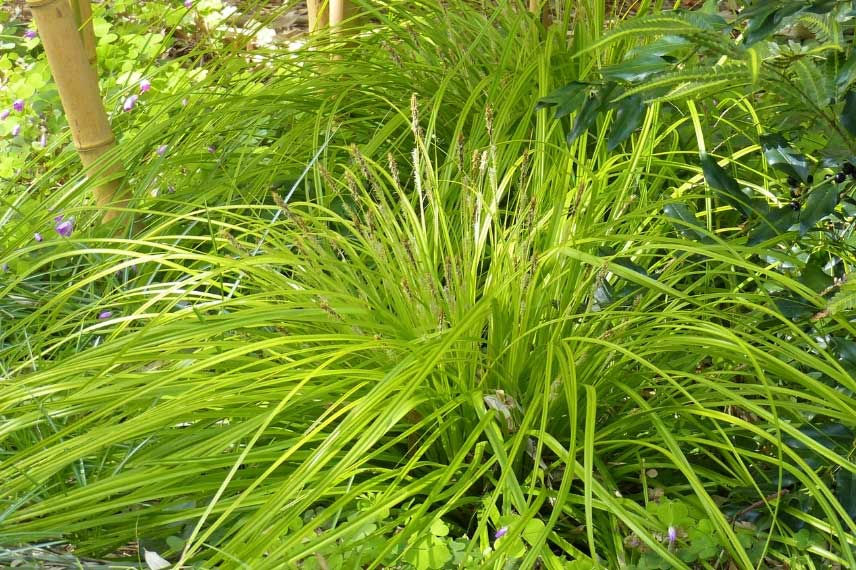 Carex oshimensis Everillo - Laîche d'Oshima