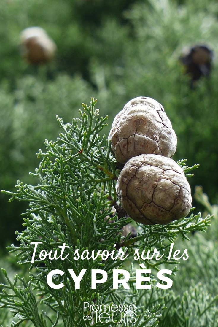 cupressus tout savoir