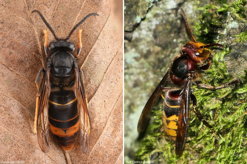 différence entre frelon asiatique et européen