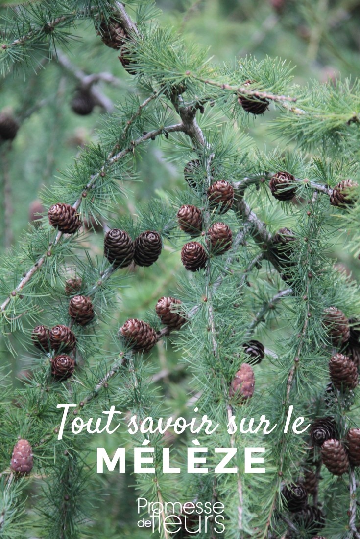 larix tout savoir