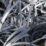 Ophiopogon, barbe de serpent : planter et entretenir