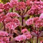 12 plantes ultra résistantes à adopter au jardin