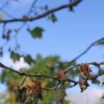 L’anthracnose