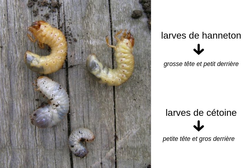 cétoine et hanneton