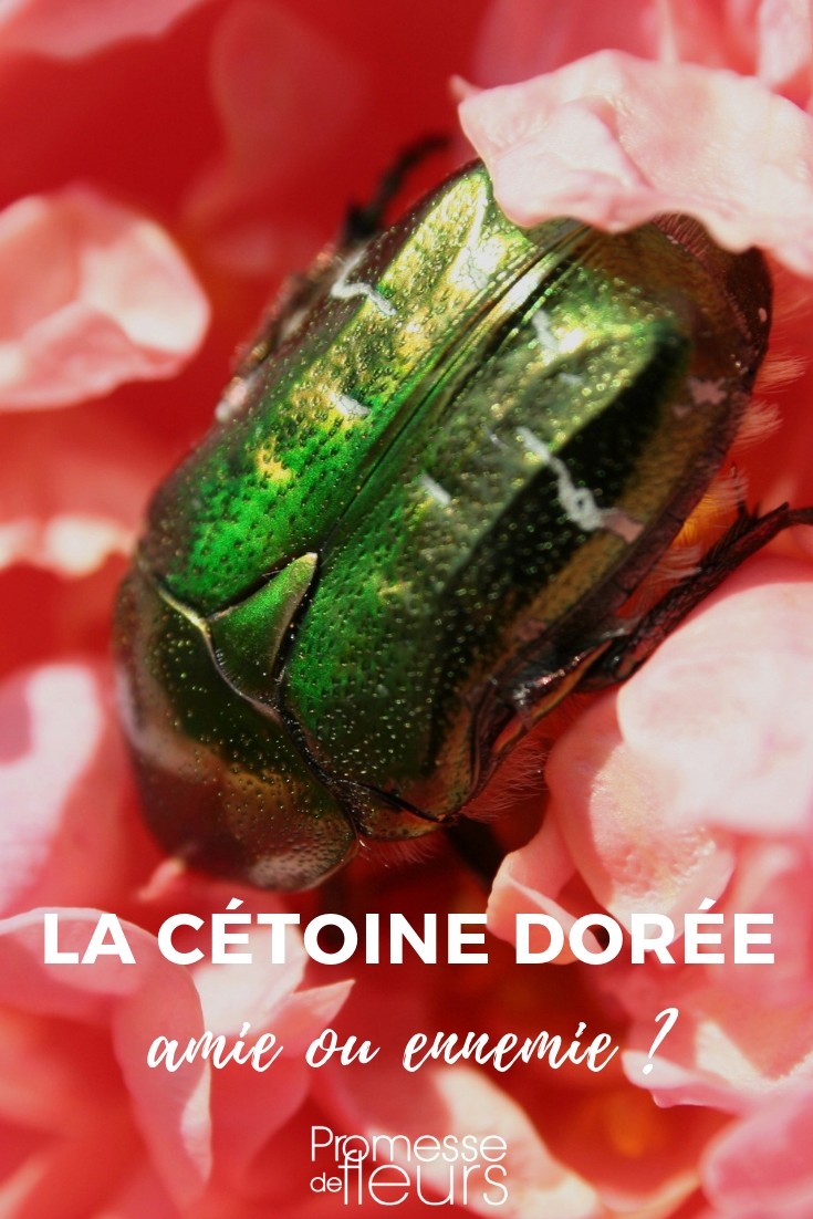 cétoine dorée