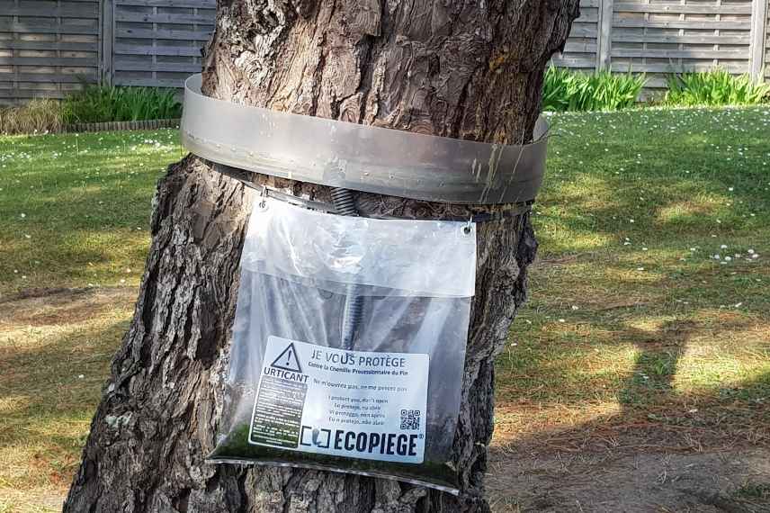 chenille processionnaire du pin