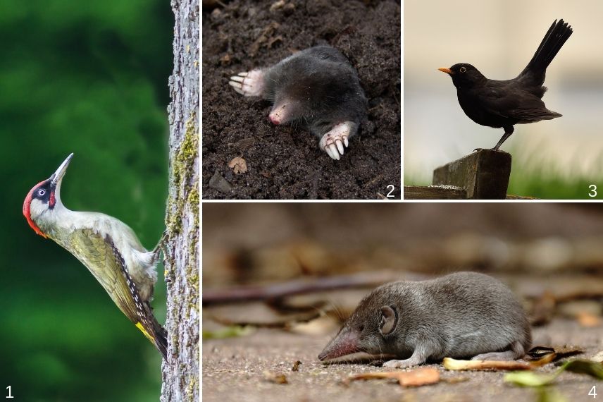 prédateurs de la cétoine