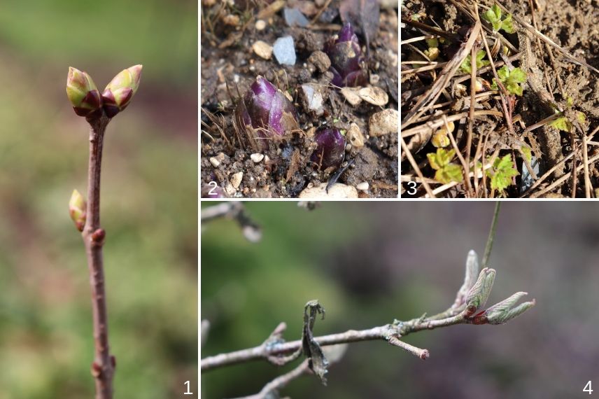 réveil au printemps