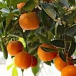L’hivernage du citronnier en extérieur : astuces pour le protéger du gel