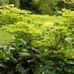 Arbuste d'ombre : lesquels choisir ?