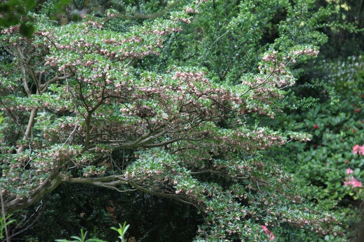 enkianthus campanulatus