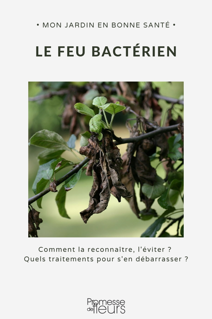 Lutte contre le Feu bacterien