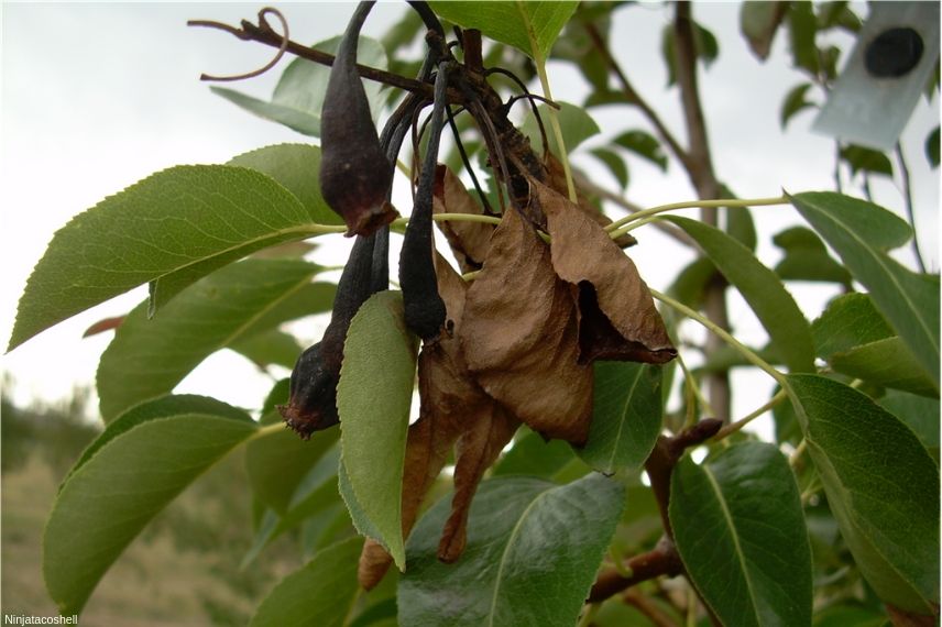 reconnaître le feu bactérien