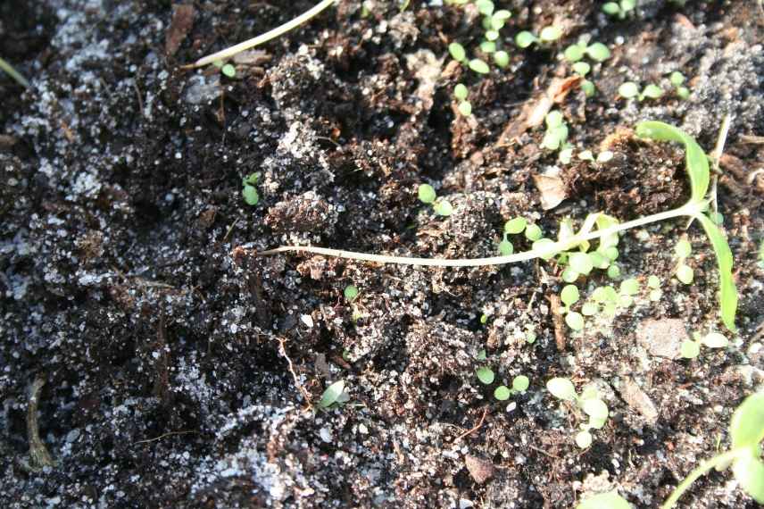 fonte des semis, comment l'éviter