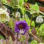 Cobée, Cobaea scandens : semis, plantation