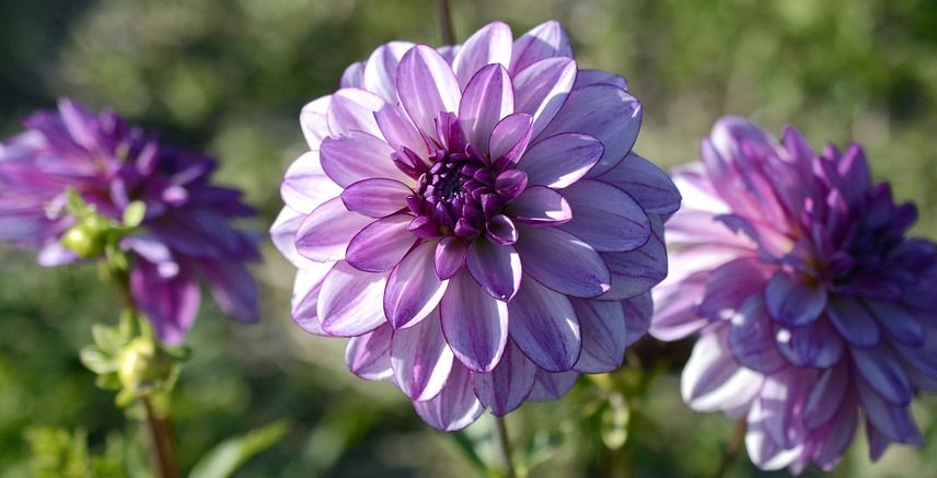 fleurs à couper pour de beaux bouquets