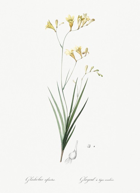 freesia