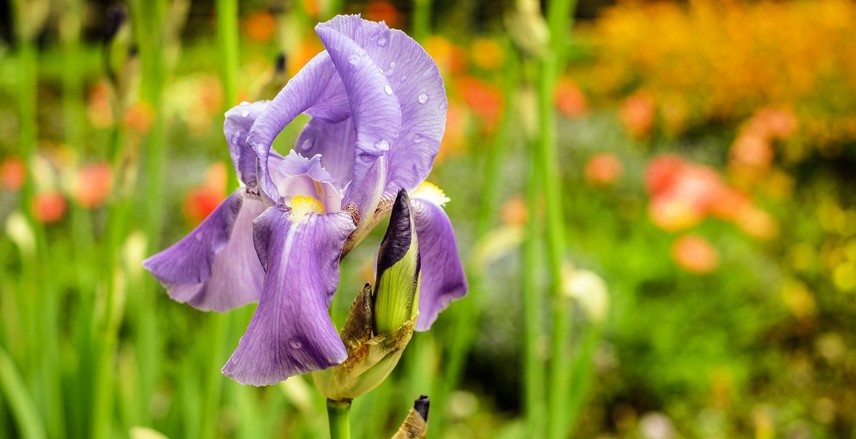 fleurs à couper pour de beaux bouquets
