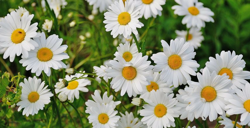 fleurs à couper pour de beaux bouquets