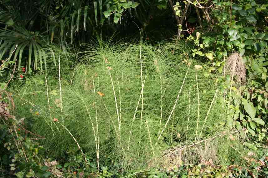 comment se débarrasser de la prele au jardin