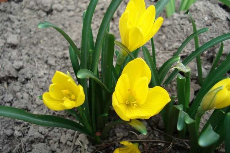 faux crocus d'automne