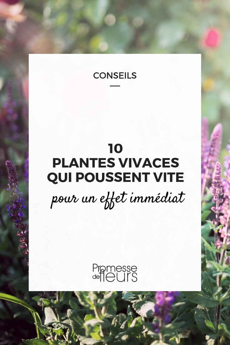 plantes vivaces qui poussent vite