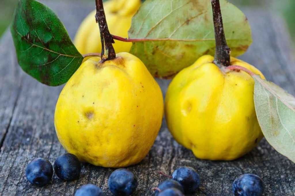 Les coings, fruits du cognassier