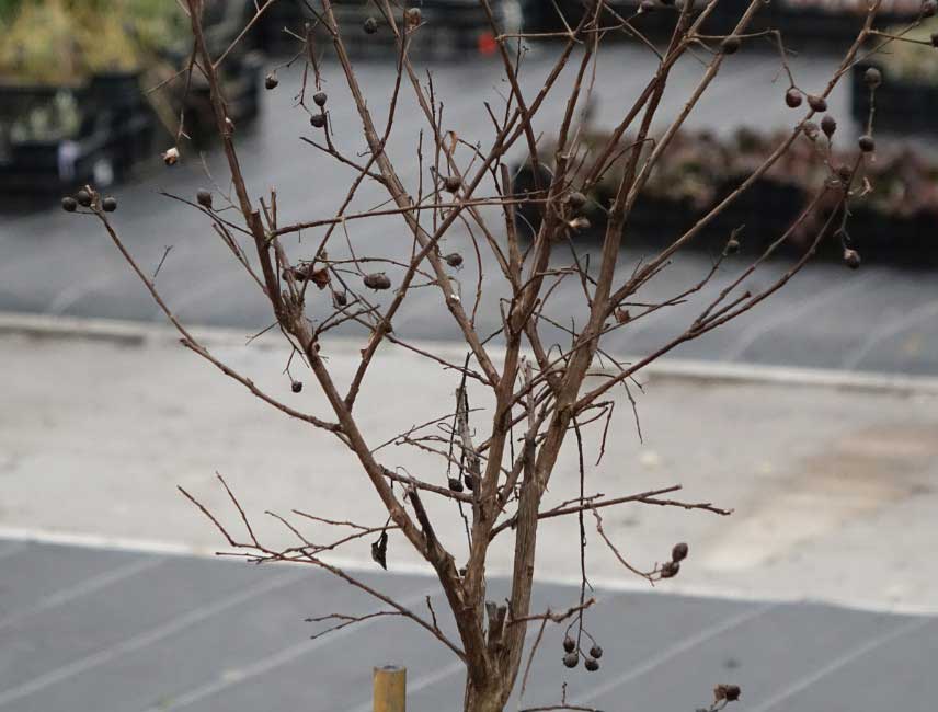 Comment tailler un Lagerstroemia ou Lilas des Indes