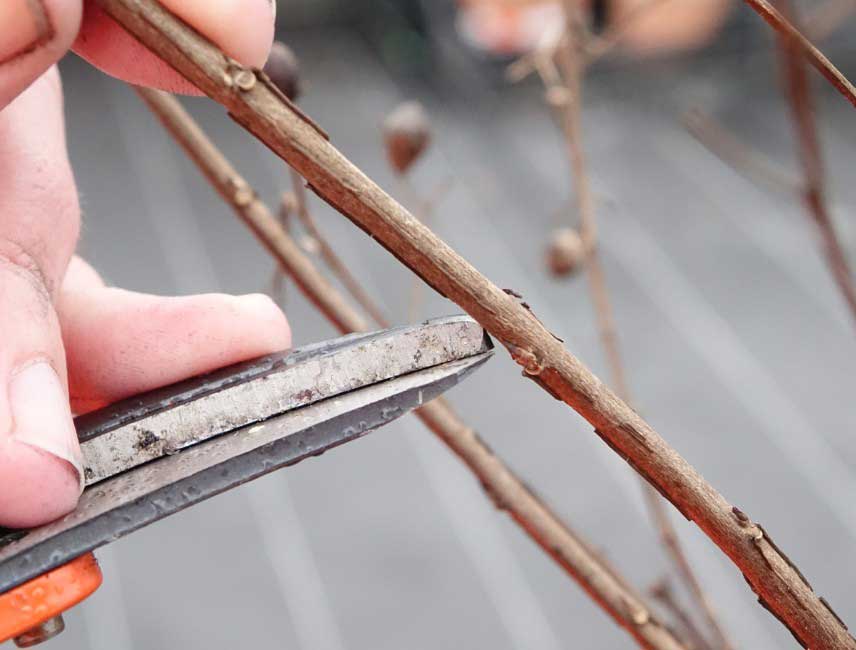 Comment tailler un Lagerstroemia ou Lilas des Indes