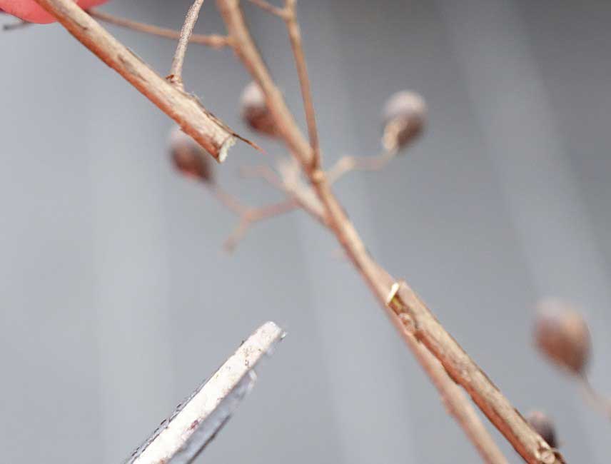 Comment tailler un Lagerstroemia ou Lilas des Indes