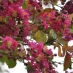 Quand et comment tailler un lagerstroemia ou lilas des Indes ?