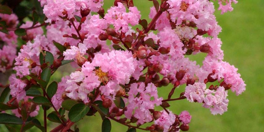 Les fleurs roses du Lagerstroemia 'Berlingot Menthe'
