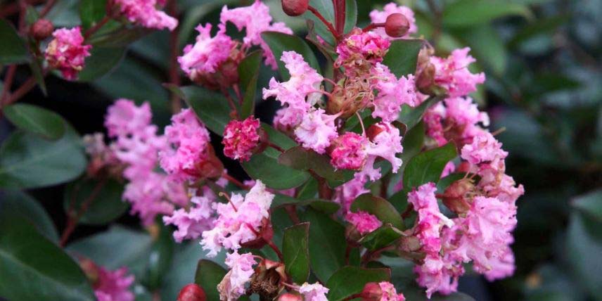 La floraison du Lagerstroemia 'Mardi Gras'
