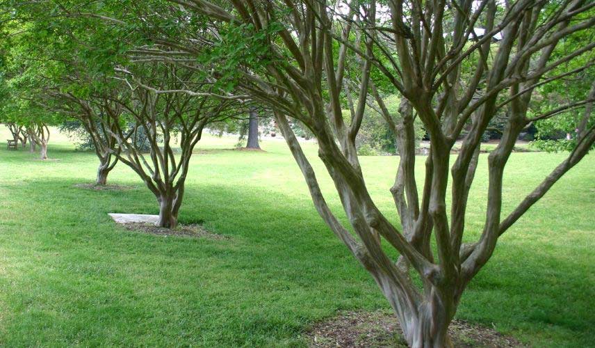 Le Lagerstroemia ou Lilas des Indes, un arbuste à l'architecture majestueuse