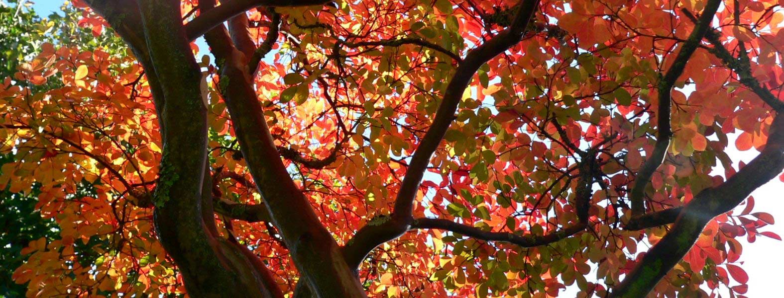 Le feuillage d'automne d'un Lilas des Indes ou Lagerstroemias. 