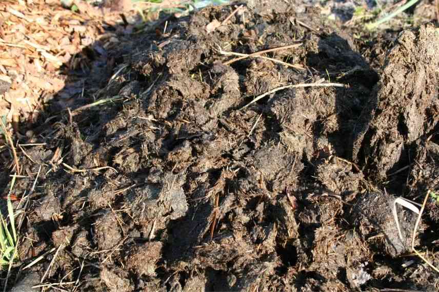 apport de matière organique pour enrichir le sol