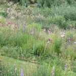 10 plantes vivaces emblématiques pour jardins naturalistes