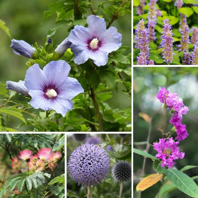 floraison du mois d'août