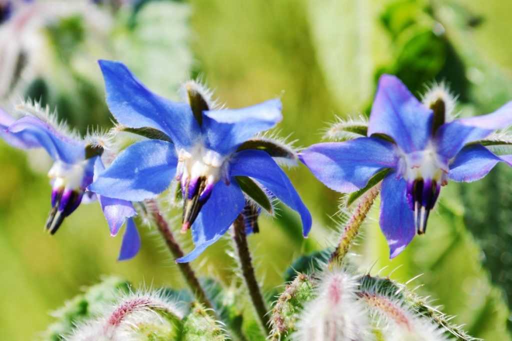 borago